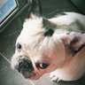 Kash Cow the Frenchie profil fotoğrafı