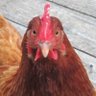 Profilbild von Chicken don't lie