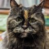 ここ profil fotoğrafı