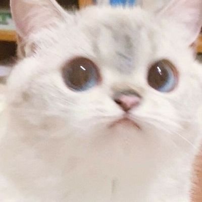 ZENIKA's profile picture