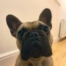 Dootney profil fotoğrafı