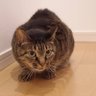 あかりんこん 的头像