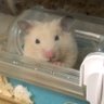 Profilbild von キンクマ