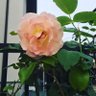 薔薇子's profile picture