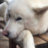 Елена's profile picture