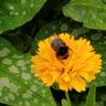 Bumblebee 的头像