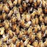 10 thousand bees/beeylecake 的头像