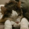 BELLSのひも 的头像