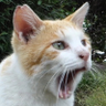 Profilbild von ねこかます