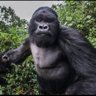 Guaca's profile picture