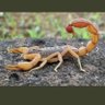 Konyine boy 3 profil fotoğrafı