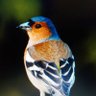 Profilbild von chaffinch