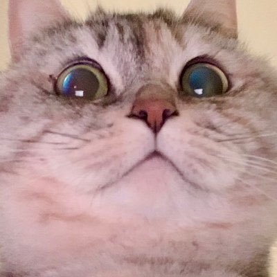 너구리아니고고양이샤키's profile picture