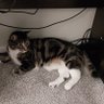 Meeko100's profile picture