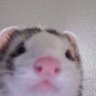 Profilbild von lil furaozin
