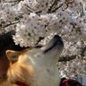 Фото профиля こつぶ