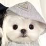 youyou's profile picture