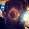 Chedder007's profile picture
