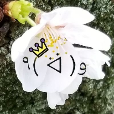 ottyan24dasu's profile picture