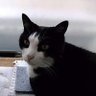 猫目月(ねこのめのつき) 的头像
