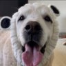 Profilbild von Chief Brody's Happy Face