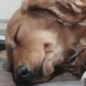ただのうっちー 的头像
