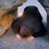 行けたら行く人's profile picture