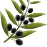 Olivier Riocreux's profile picture