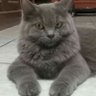 Antonio juntao's profile picture