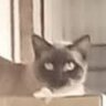 Profilbild von Ruben Murria