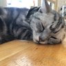 ORI-ON profil fotoğrafı