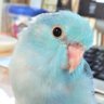 ちとせ 的头像