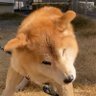 めちゃねむい⊿'s profile picture