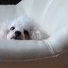 eiko profil fotoğrafı