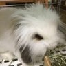 ウサコママ profil fotoğrafı