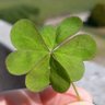 chiara1️⃣3️⃣🍀🥕🧡🇮🇹's profile picture