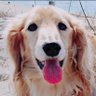Shima's profile picture