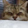 Profilbild von キジネコ