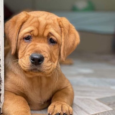 Cats & Dogs Lovers's profile picture