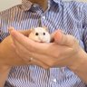 だいふく 的头像