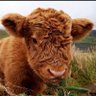 FluffyxCow1 🐂 Gone from Social Media profil fotoğrafı