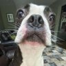 Profilbild von The Doggfather