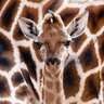 Joffrette Hernandez's profile picture