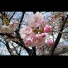 一期一会 的头像