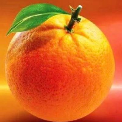 TheODMparty's profile picture