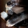 cat profil fotoğrafı