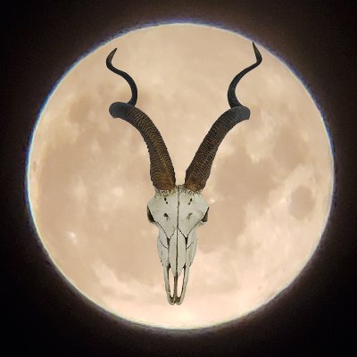 Antilope Malo's profile picture