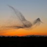 Фото профиля Murmuration