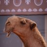 Фото профиля ماجد الحربي