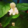 biplab das gupta 的头像